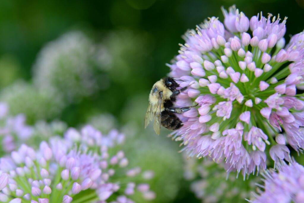 bee on a flower